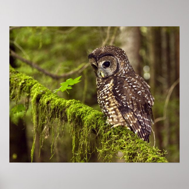 Northern Spotted Owl (Strix occidentals caurina) Poster (Front)