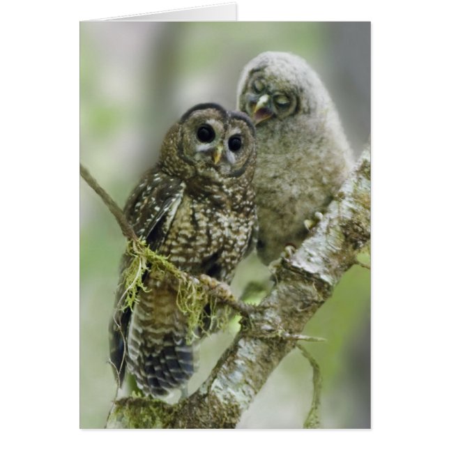 Northern Spotted Owl with her Owlet (Front)