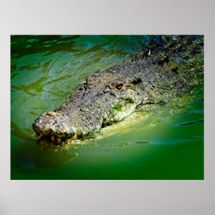 Northern Territory Saltwater Crocodile Poster