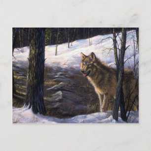 Northern Timber Wolf Postcard