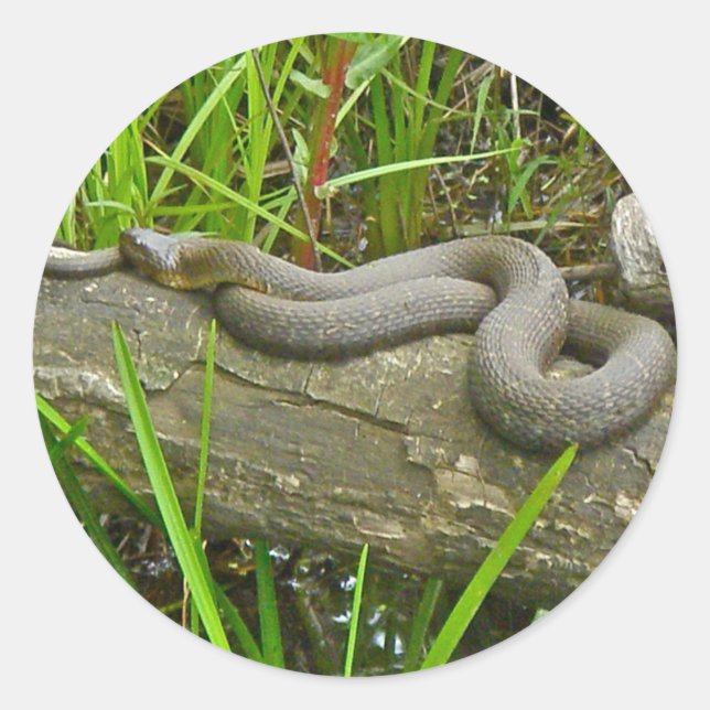 Northern Water Snake Basking on Log Multiple Items Classic Round Sticker (Front)