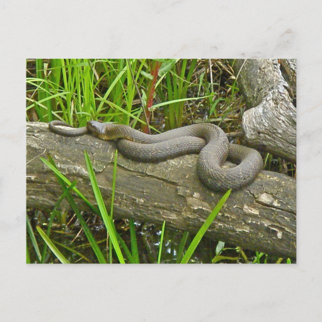Northern Water Snake Basking on Log Multiple Items Postcard (Front)