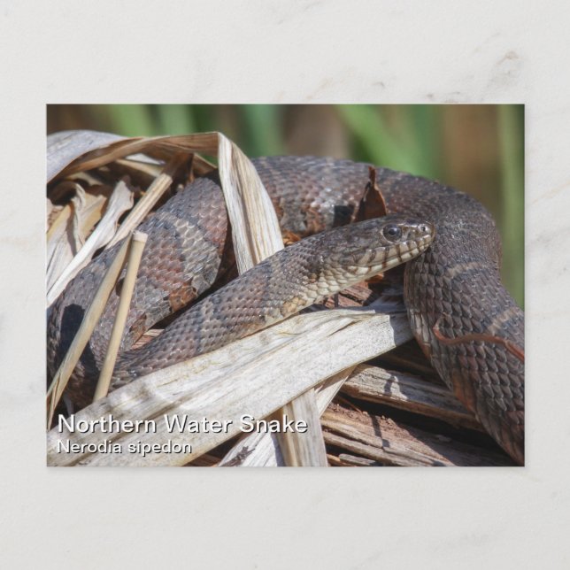 Northern Water Snake Postcard (Front)