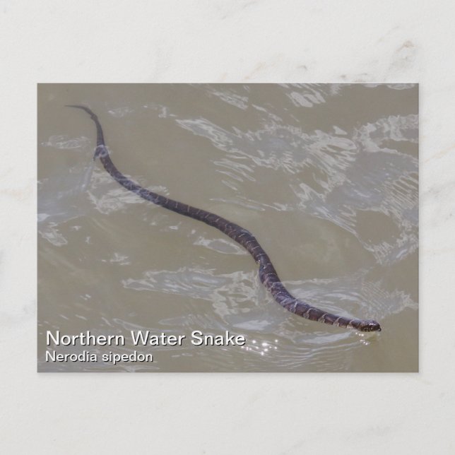 Northern Water Snake Postcard (Front)