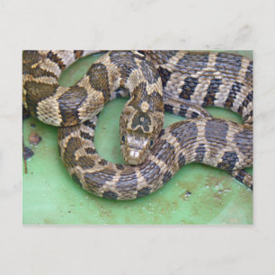 Northern Water Snake Postcard. Postcard