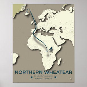 Northern Wheatear Migration Map – Minimalist Poster