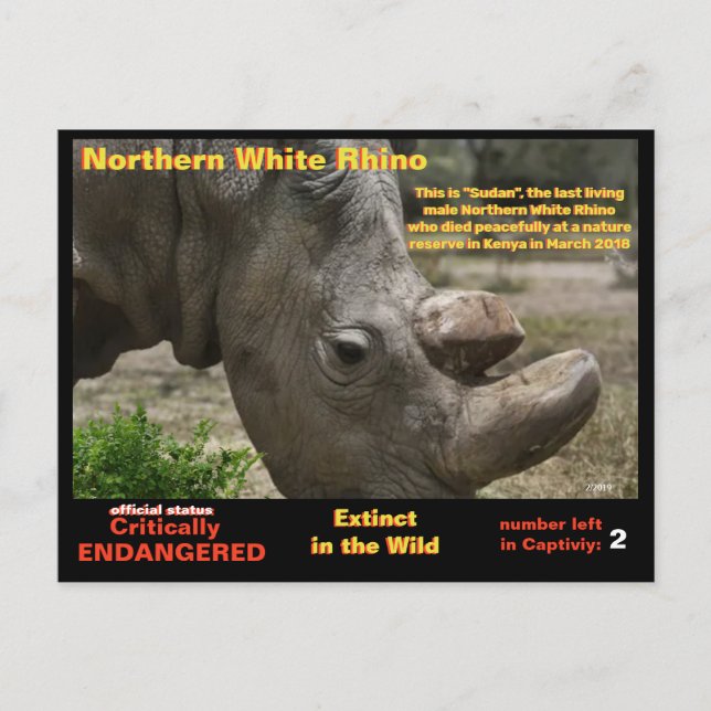 - Northern White Rhino is critically endangered - Postcard (Front)