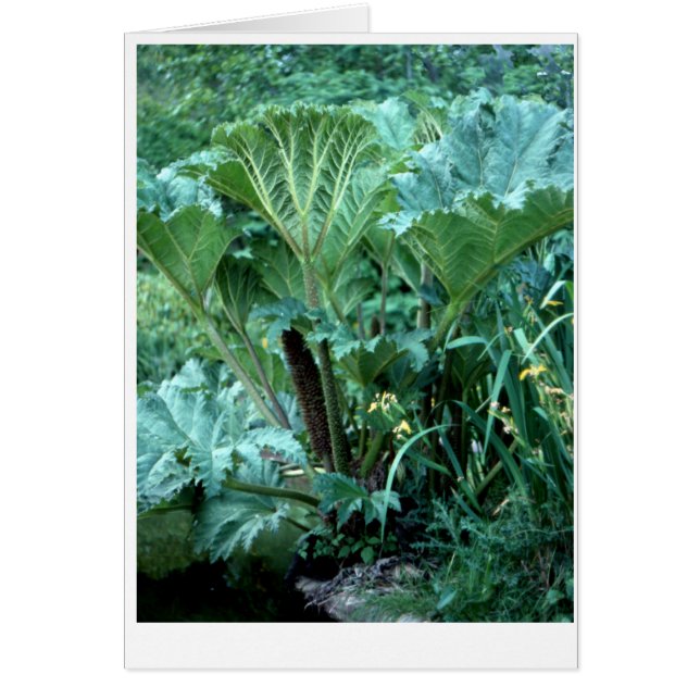 Northwest Island Garden (Front)