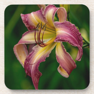Northwind Dancer Daylily  Coaster