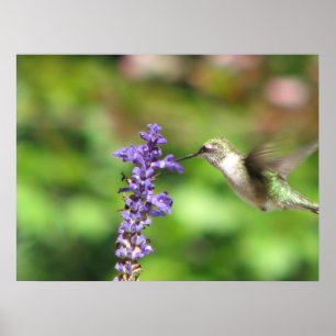 Northwoods Hummingbird Poster