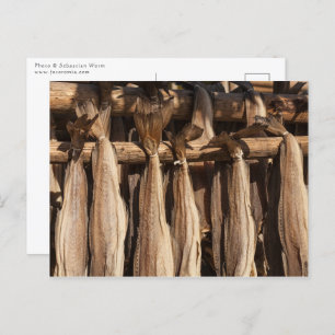 Norway Lofoten Stockfish Postcard