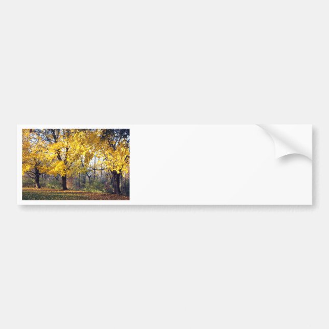 Norway Maples Bumper Sticker (Front)