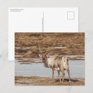 Norway Reindeer Nature Photo Postcard