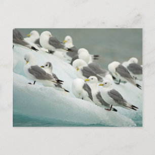Norway, Svalbard Archipelago, Spitsbergen Postcard