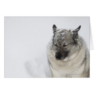 Norwegian Elkhound