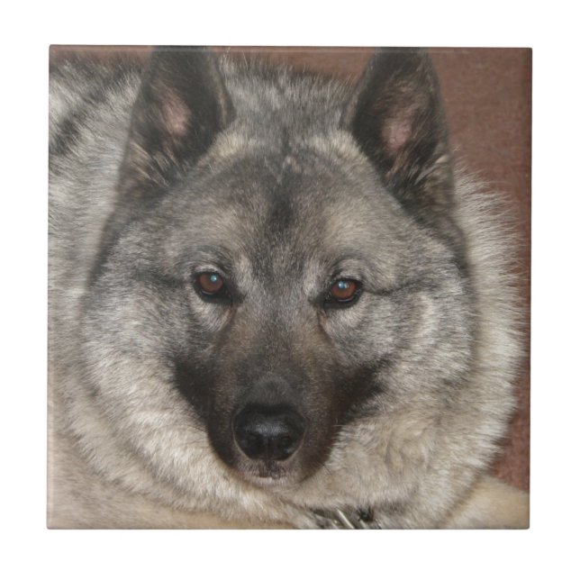 Norwegian Elkhound Ceramic Tile (Front)