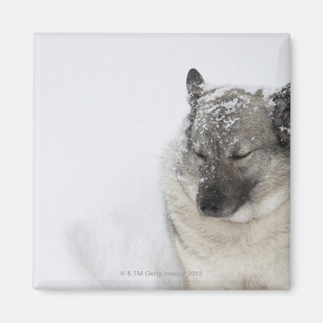 Norwegian Elkhound Magnet (Front)