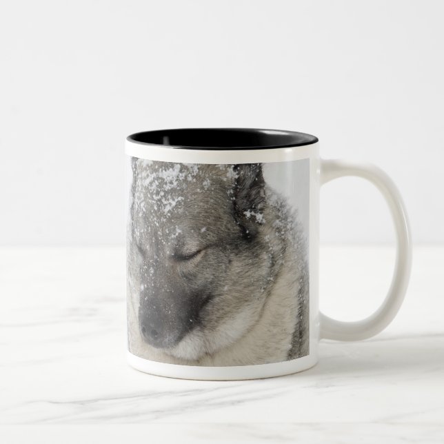 Norwegian Elkhound Two-Tone Coffee Mug (Right)