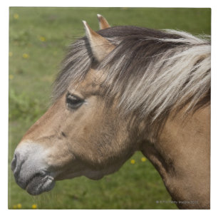 Norwegian Fjord Horse Ceramic Tile