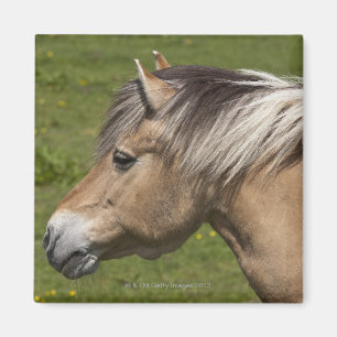 Norwegian Fjord Horse Magnet