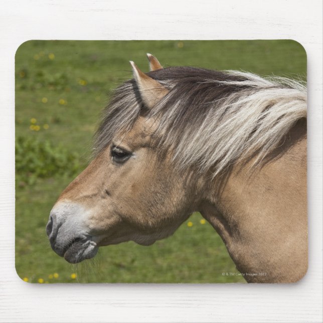 Norwegian Fjord Horse Mouse Pad (Front)