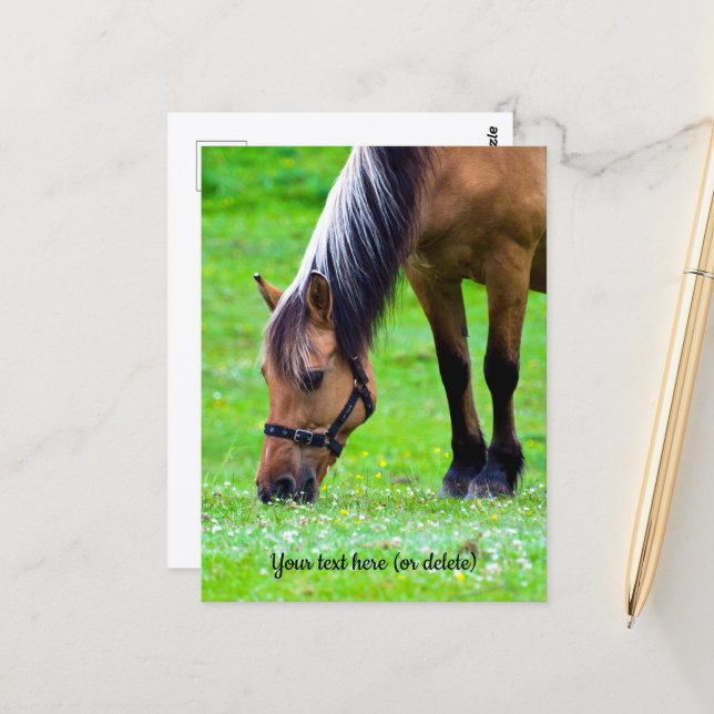Norwegian Fjord Horse Postcard (Front/Back In Situ)