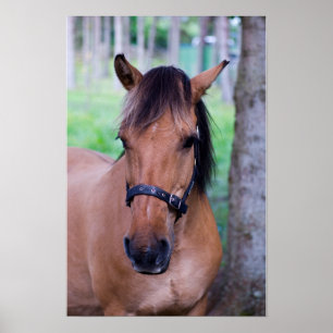 Norwegian Fjord Horse Poster