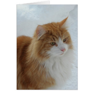 Norwegian Forest Cat