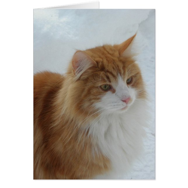 Norwegian Forest Cat (Front)