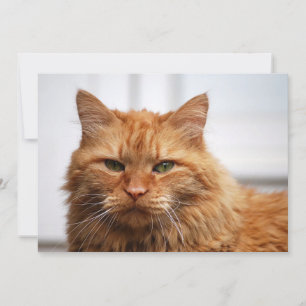 Norwegian Forest Cat