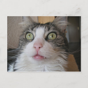 norwegian forest cat 2 postcard