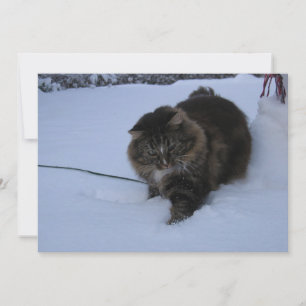 norwegian forest cat brown tabby in snow