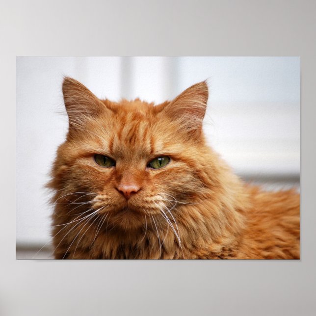 Norwegian Forest Cat Canvas Print (Front)