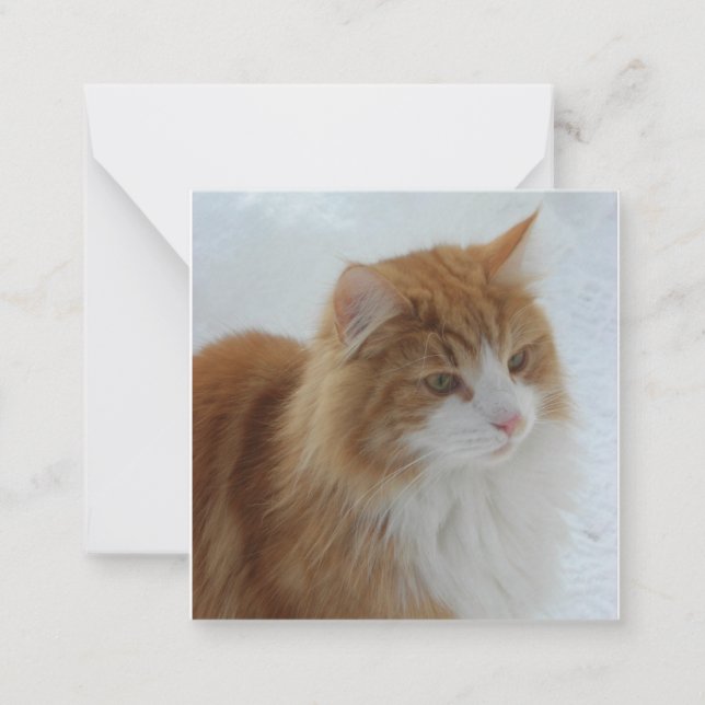 Norwegian_Forest_Cat Card (Front)