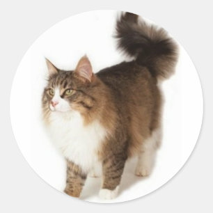 Norwegian Forest Cat Classic Round Sticker