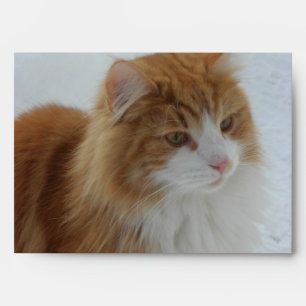 Norwegian_Forest_Cat Envelope