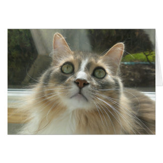 Norwegian Forest Cat grey and white