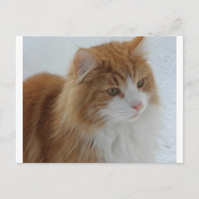 Norwegian_Forest_Cat Holiday Postcard (Front)