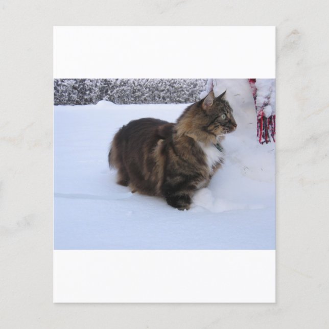 norwegian forest cat in snow (Front)