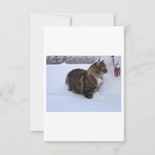 norwegian forest cat in snow (Front)