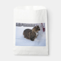 norwegian forest cat in snow