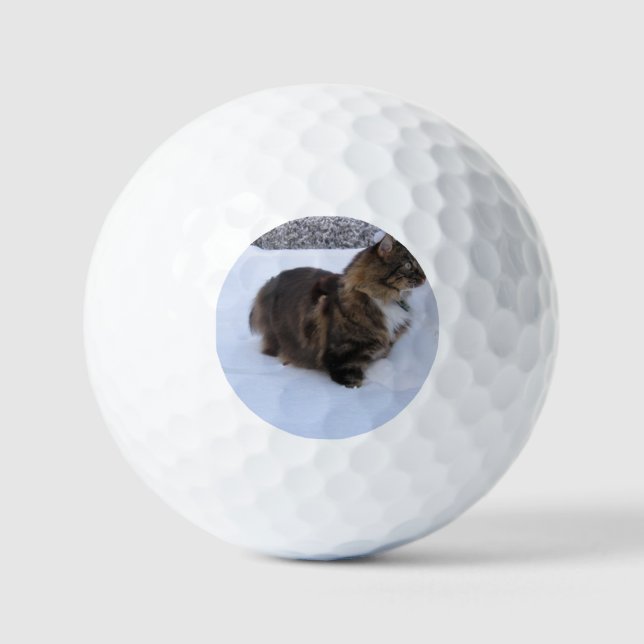norwegian forest cat in snow golf balls (Front)