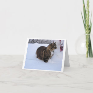 norwegian forest cat in snow invitation