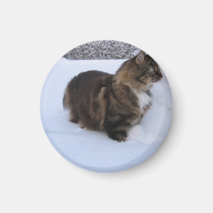 norwegian forest cat in snow magnet