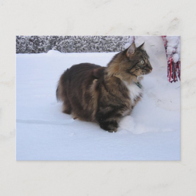 norwegian forest cat in snow postcard (Front)
