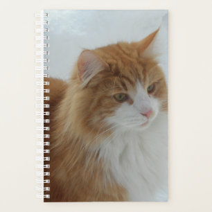 Norwegian_Forest_Cat Planner