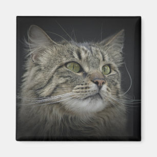 Norwegian Forest cat portrait Magnet