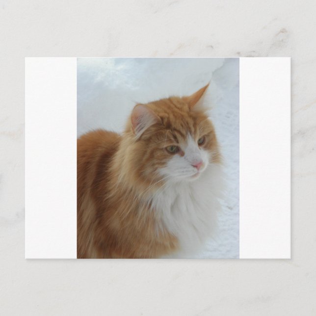 Norwegian_Forest_Cat Postcard (Front)