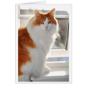 norwegian forest cat sitting 4.png