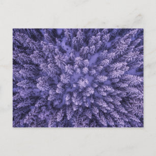 Norwegian Snow Forest Postcard